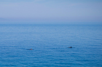 Κοπάδι από δελφίνια στην Σάμο 09