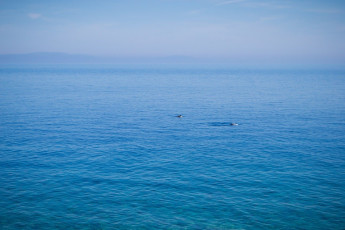 Κοπάδι από δελφίνια στην Σάμο 08