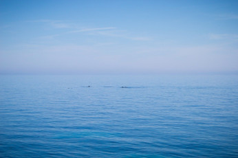 Κοπάδι από δελφίνια στην Σάμο 03