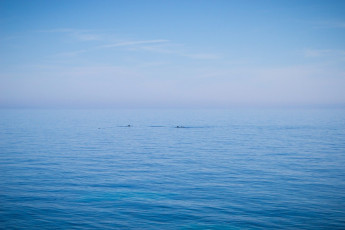 Κοπάδι από δελφίνια στην Σάμο 04